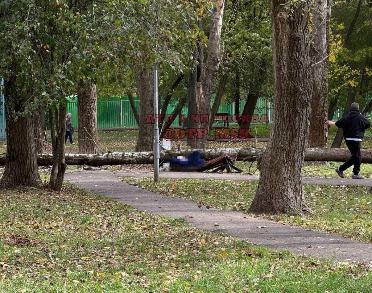 Дерево 