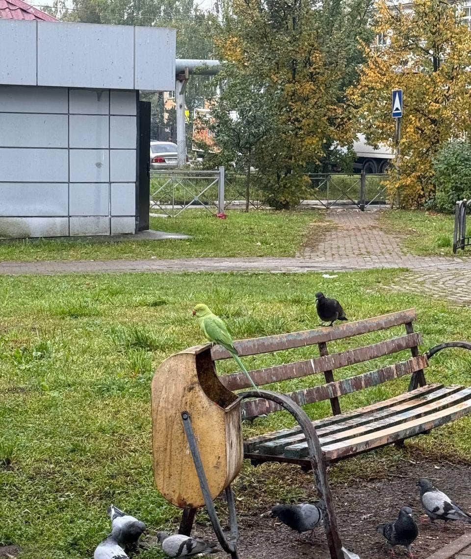 Попугай 