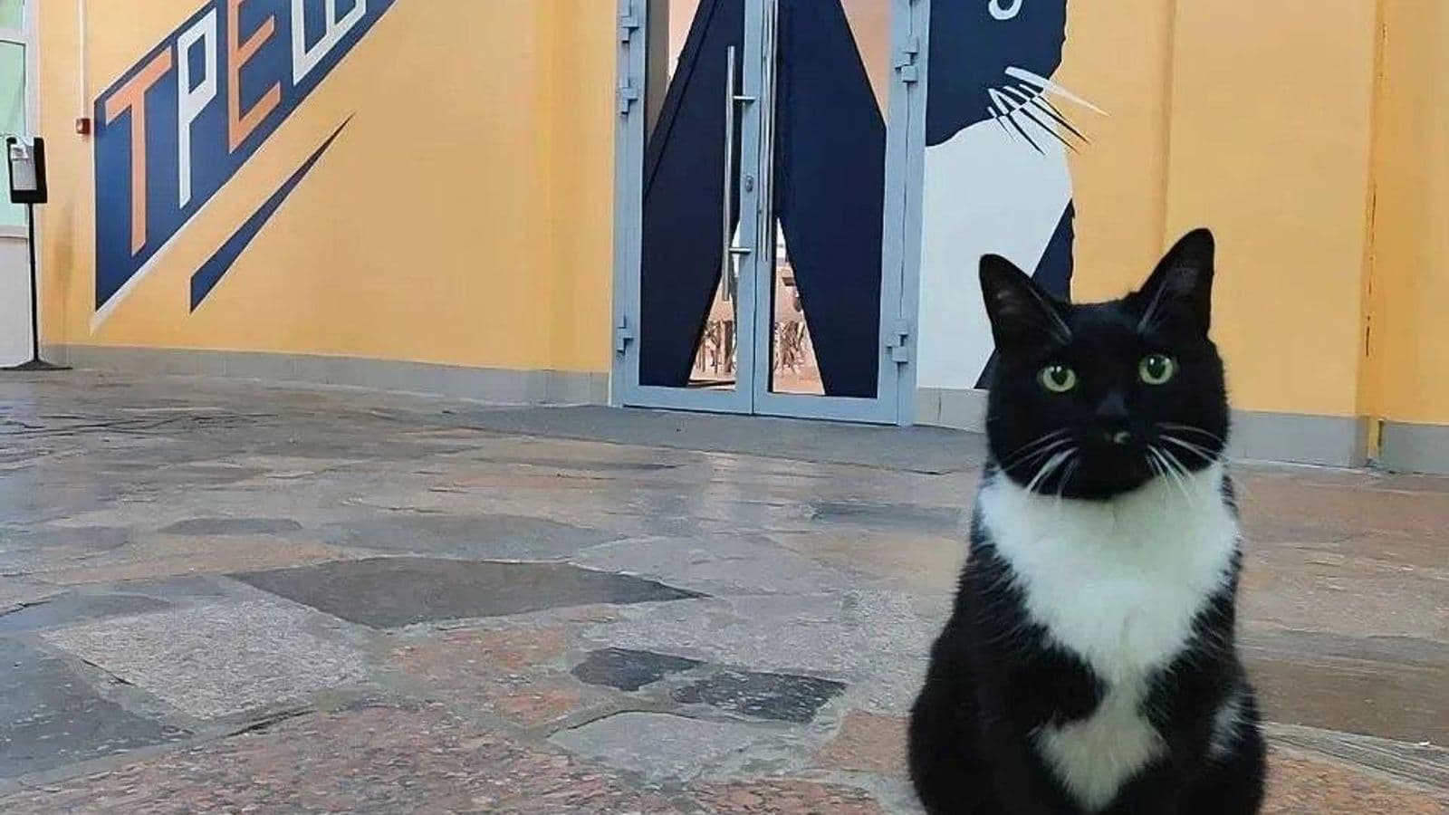 Кошка