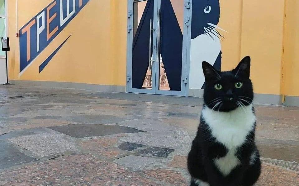 Кошка
