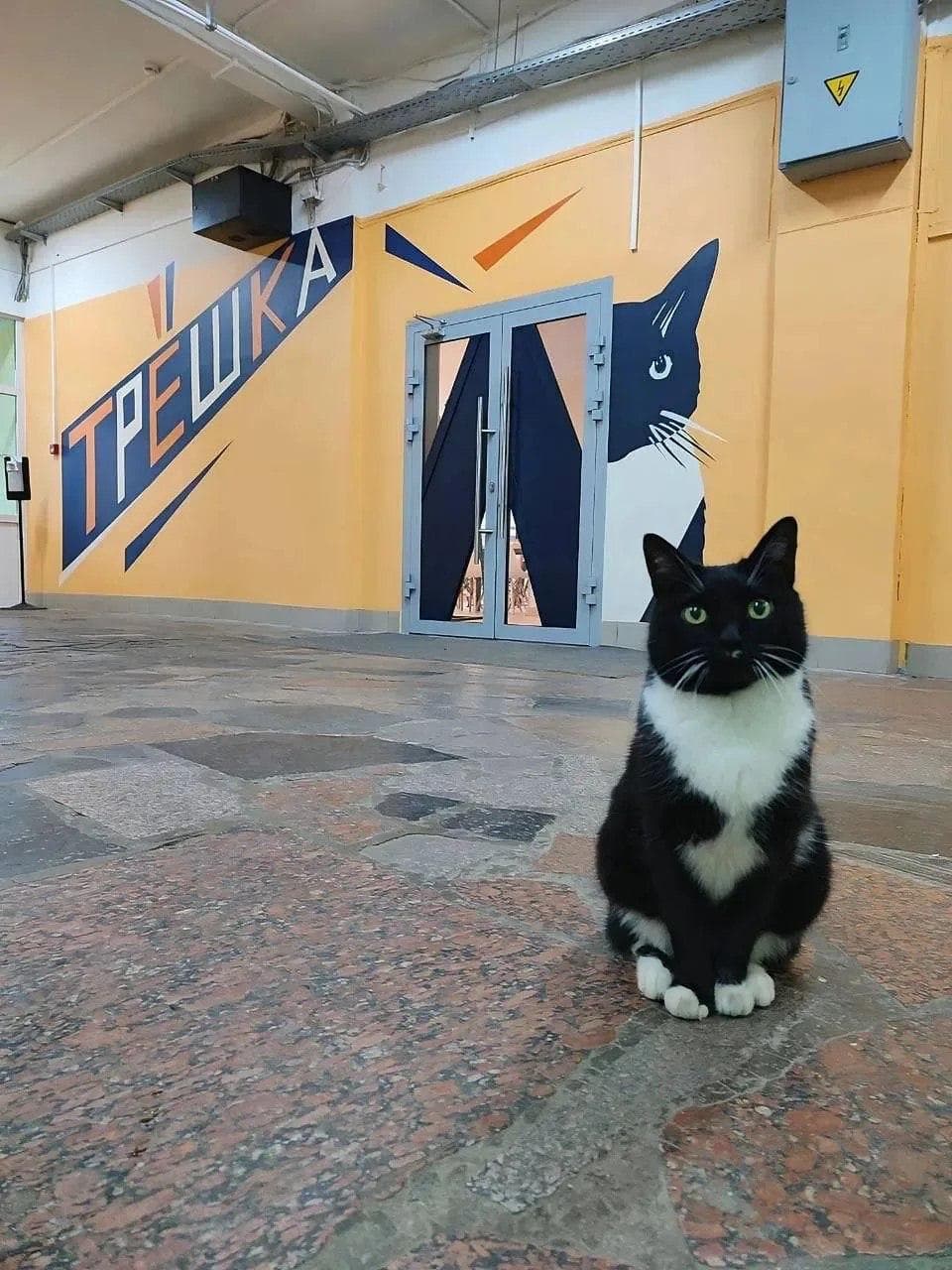 Кошка
