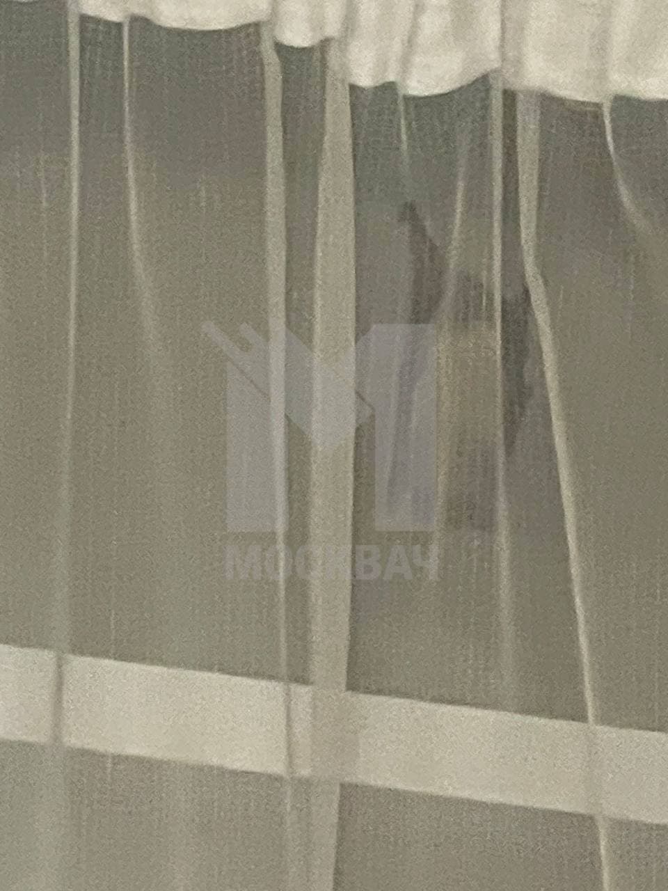 Летучая мышь 