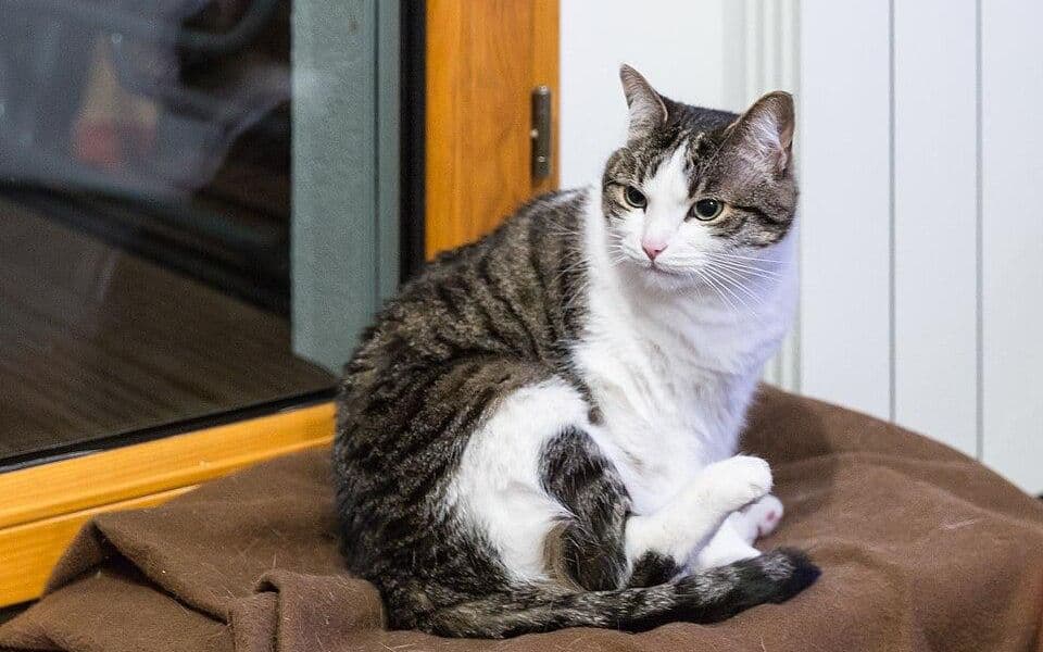 Кот