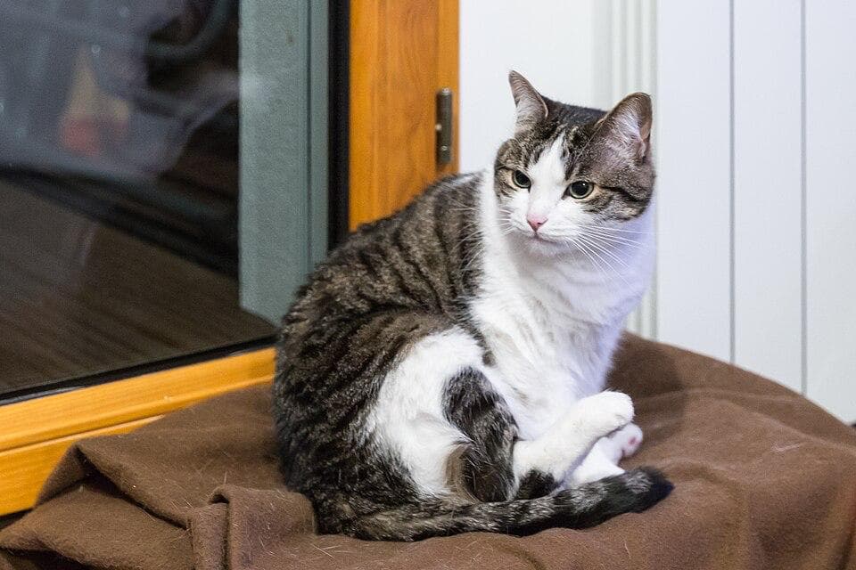 Кот