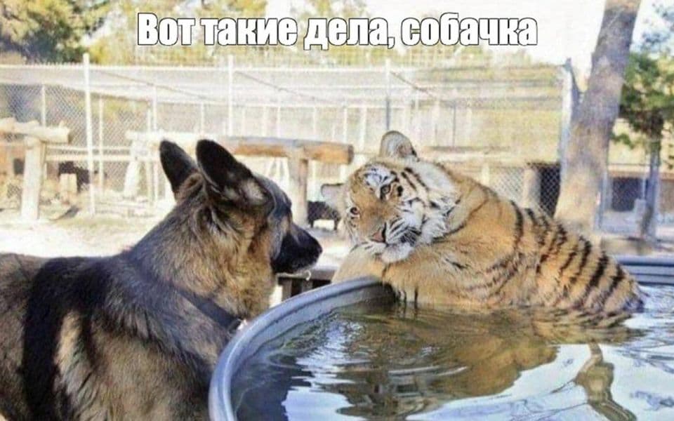 Собчака 