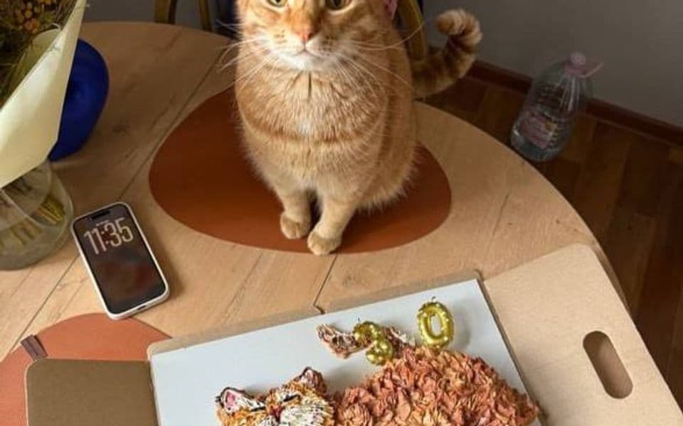 Тортик в виде котика