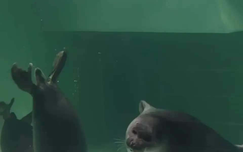 Кадр из видео -5842565152404538136.mp4