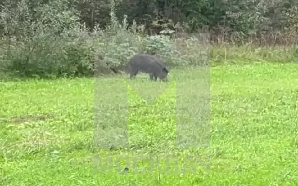 Кадр из видео IMG_0798.MP4