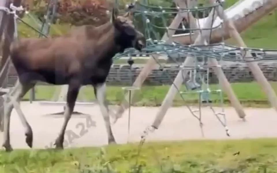 Кадр из видео -5638077492865303974.mp4