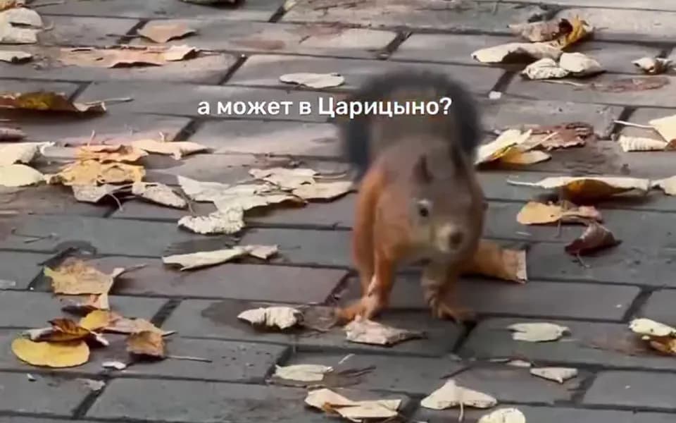 Кадр из видео -3165183030753603211.mp4