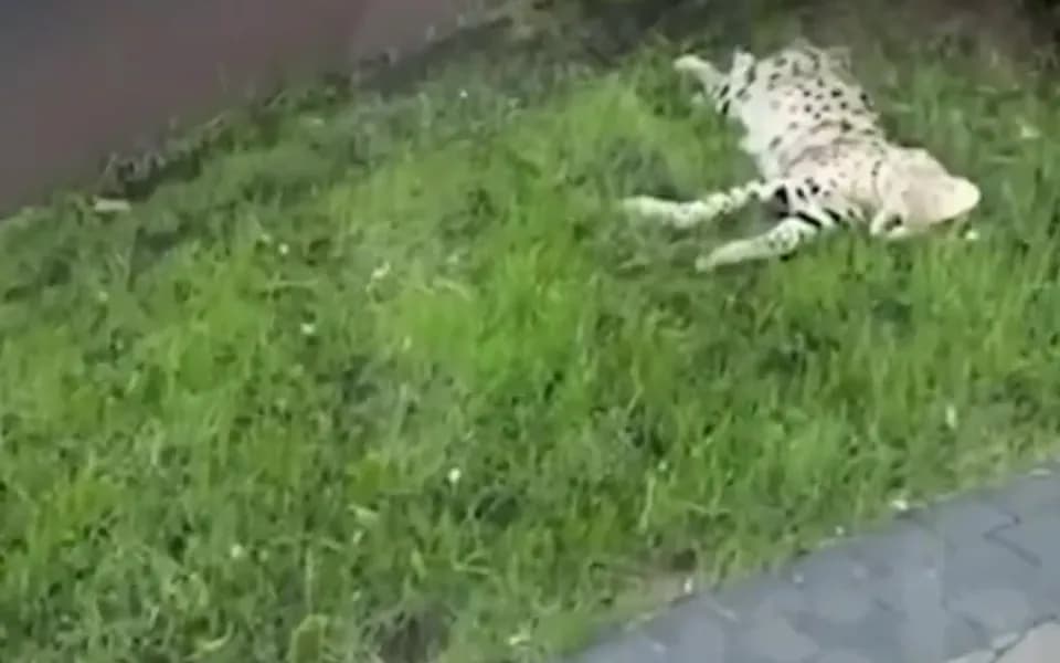 Кадр из видео -5166706600977207221.mp4