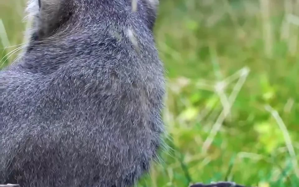 Кадр из видео 851438243084134905.mp4