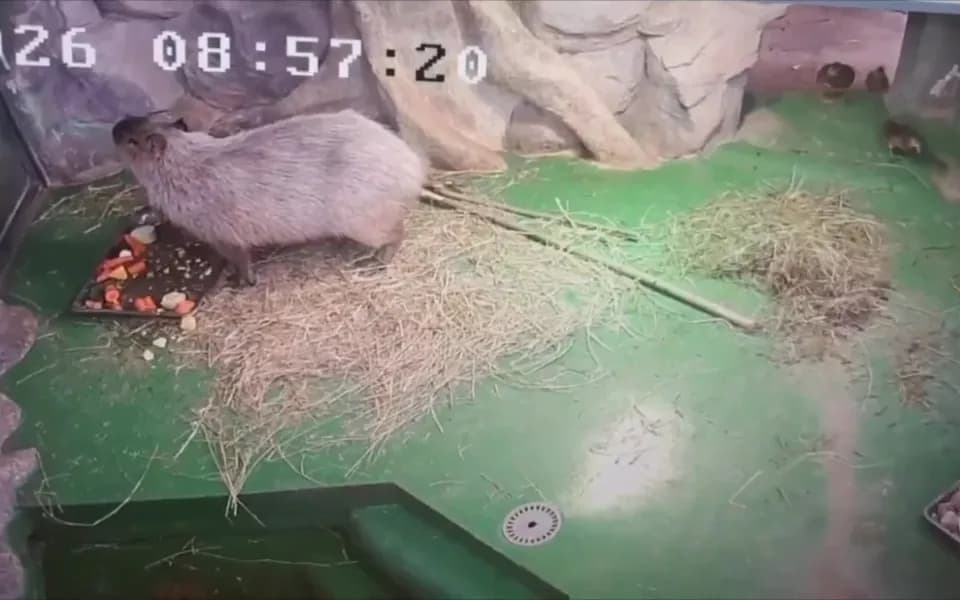 Кадр из видео -1492019517575251486.mp4