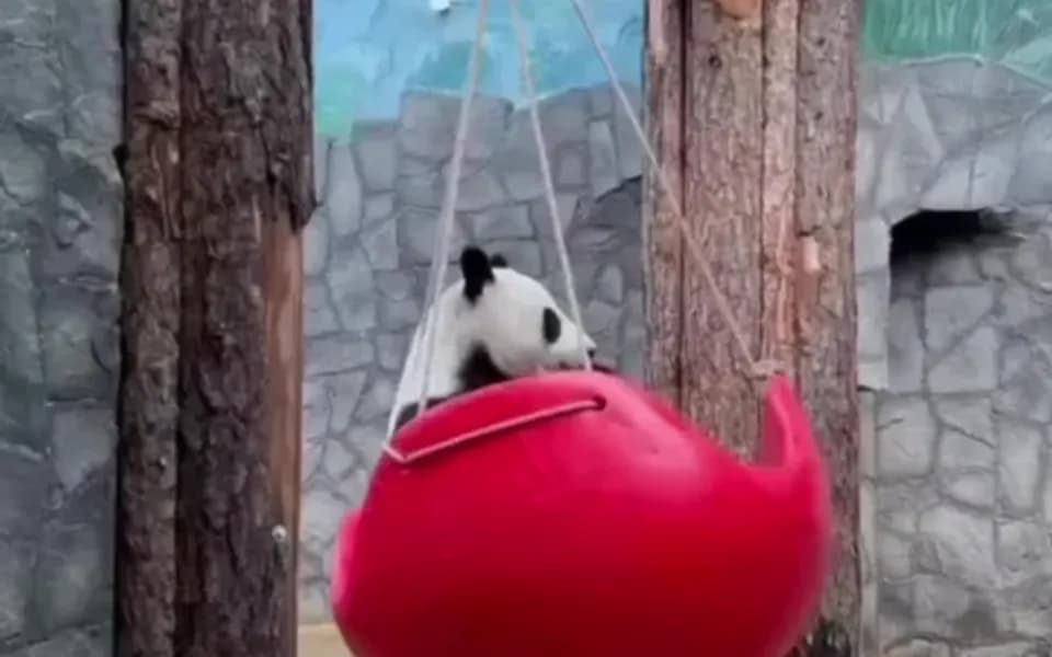 Кадр из видео -5407223127250479490.mp4