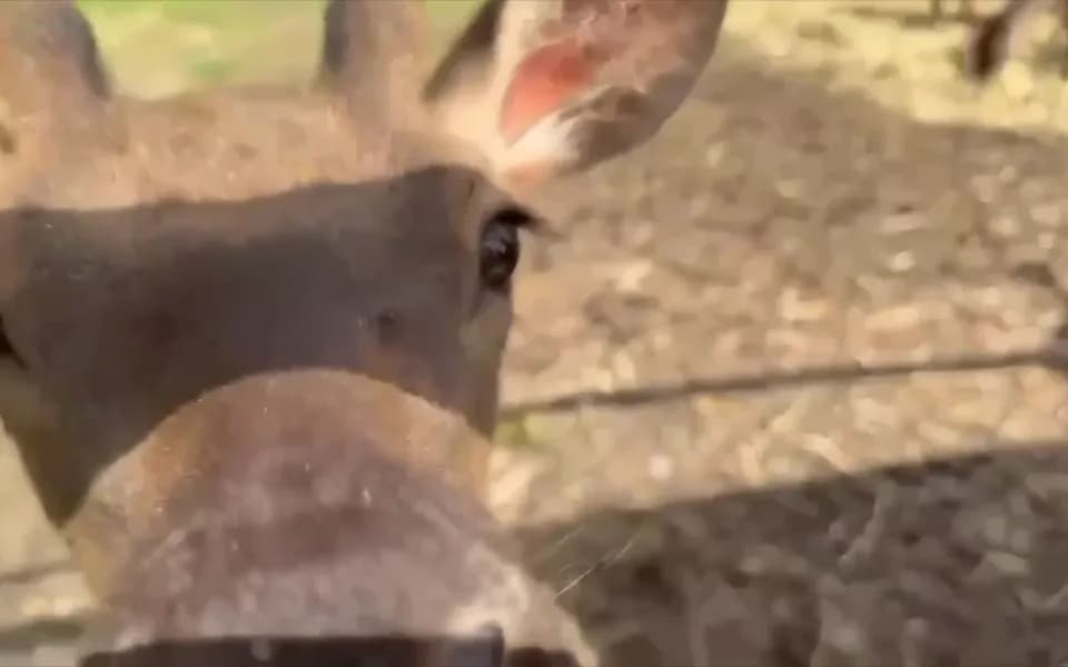 Кадр из видео 4410647554688468794.mp4