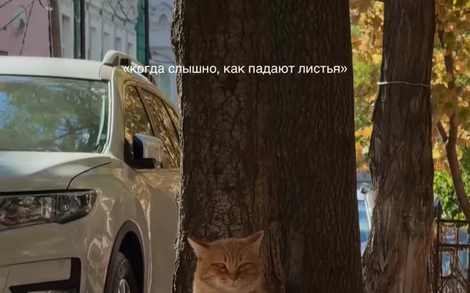 Кадр из видео 6906838932219887562.mp4