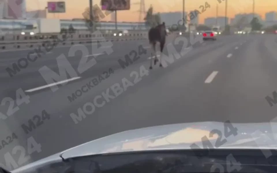 Кадр из видео 4421683183136713873.mp4