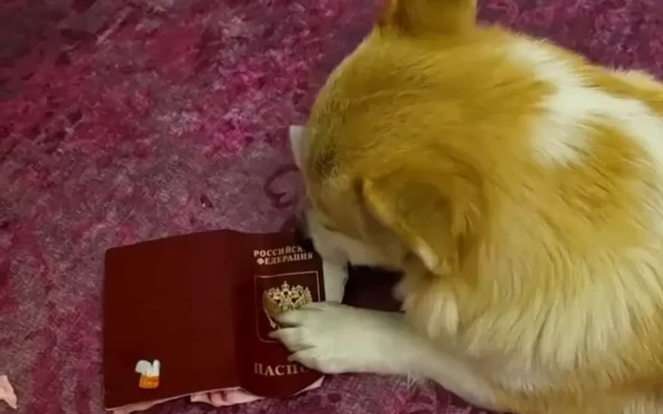 Кадр из видео -8107908783417347654.mp4