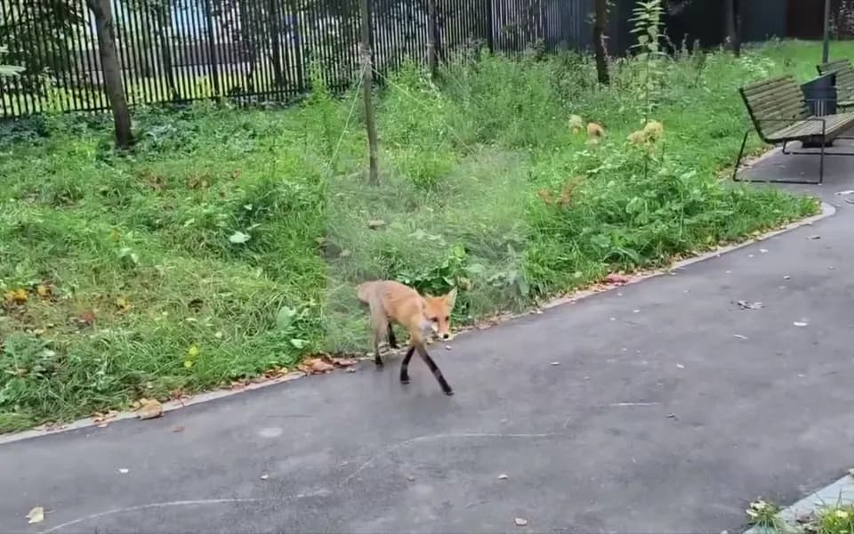 Кадр из видео 6479318371605983283.mp4