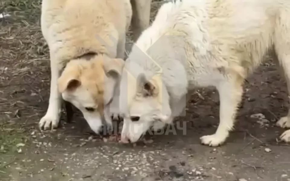 Кадр из видео IMG_0161.MP4