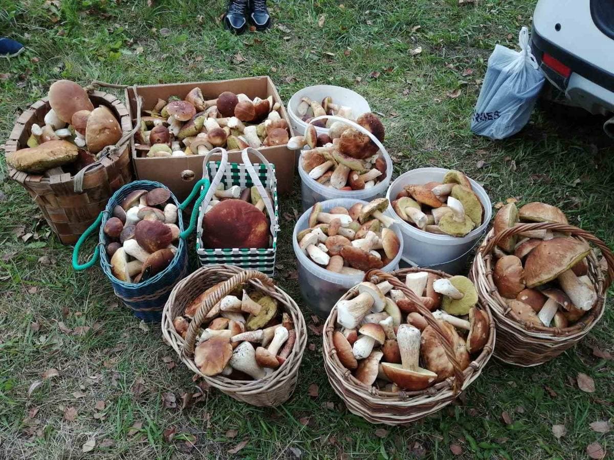 Грибы