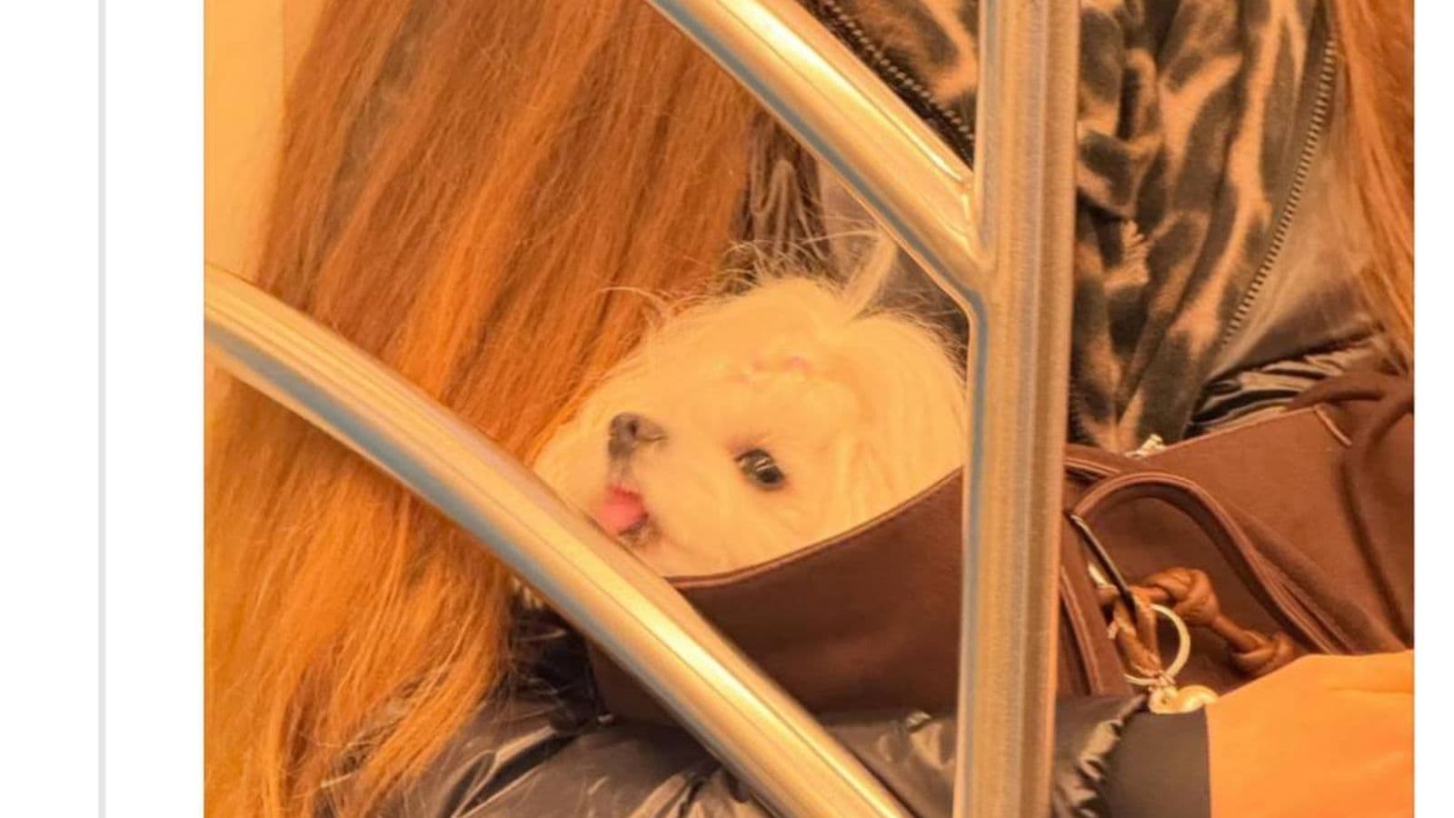 Щенок