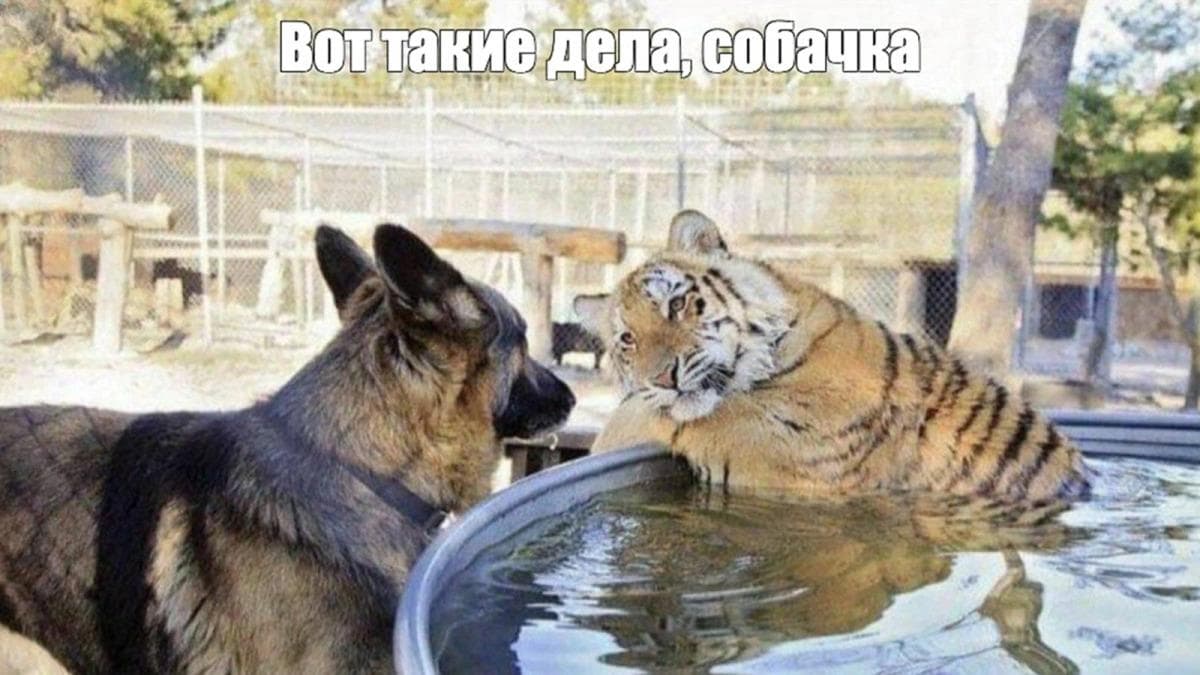 Собчака