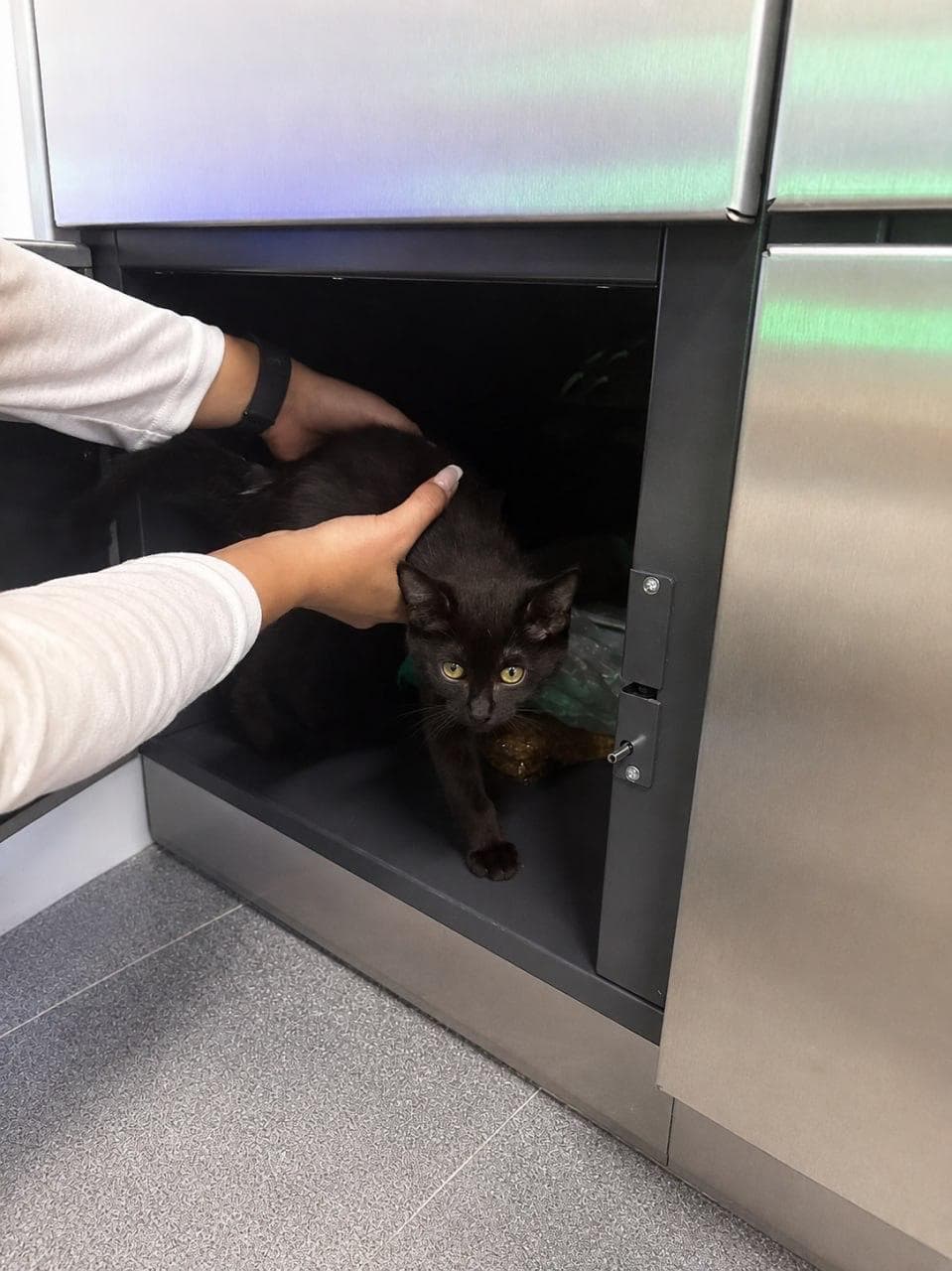 Кот