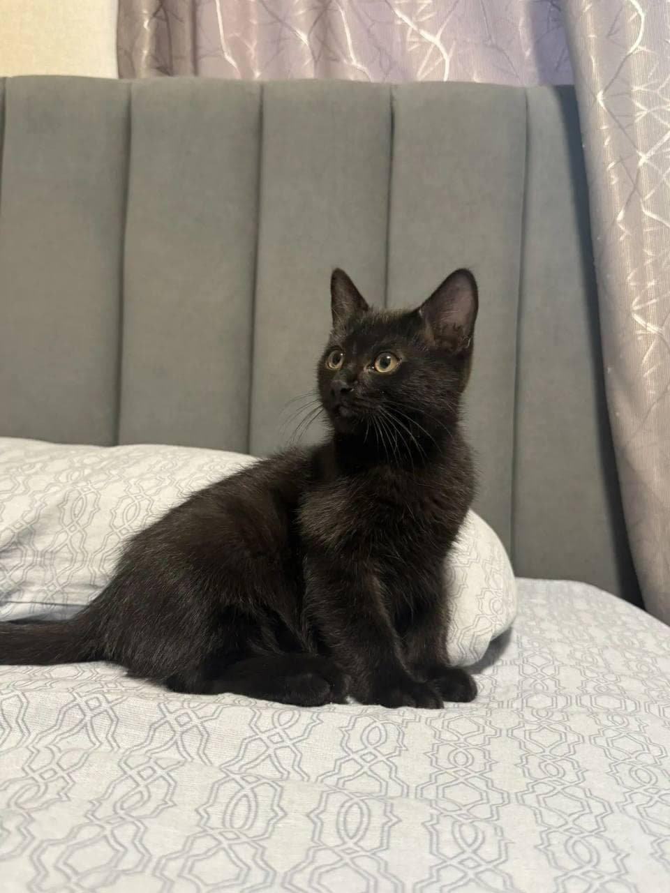 Кот